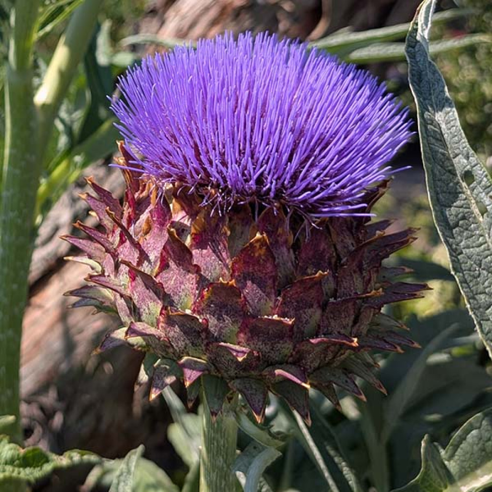 Cynara cardunculus (1lt)