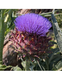 Cynara cardunculus (0.8lt)