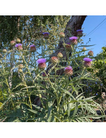 Cynara cardunculus (0.8lt)