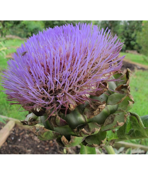 Cynara cardunculus scolymus (3lt)