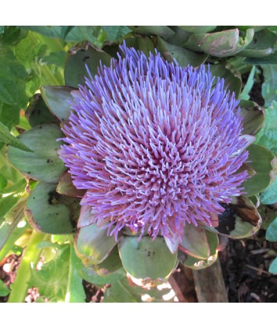 Cynara cardunculus scolymus (3lt)