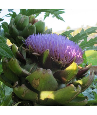 Cynara cardunculus scolymus (3lt)