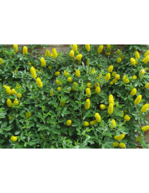 Cytisus battandieri  (20lt)
