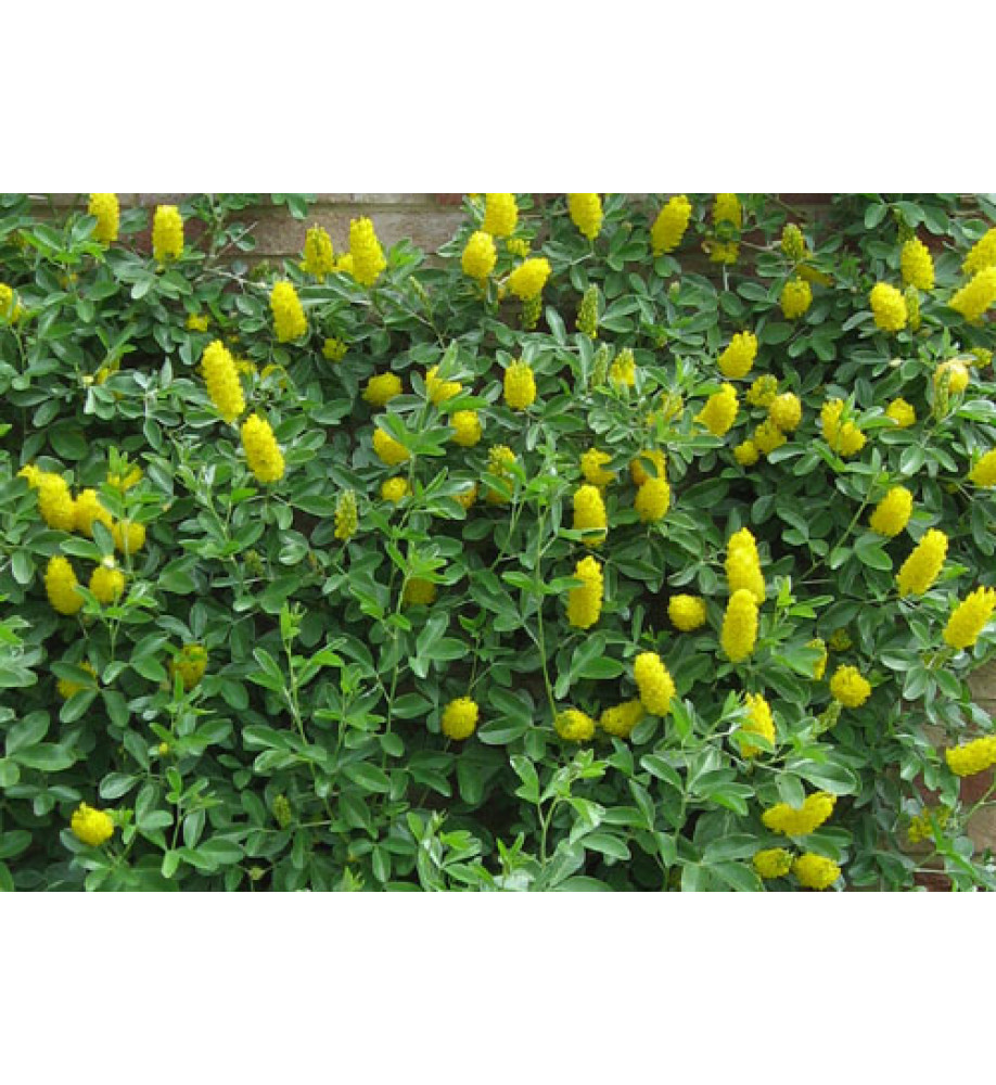 Cytisus battandieri  (20lt)