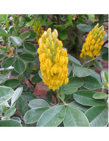 Cytisus battandieri  (20lt)