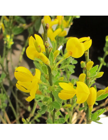 Cytisus x beanii (3lt)