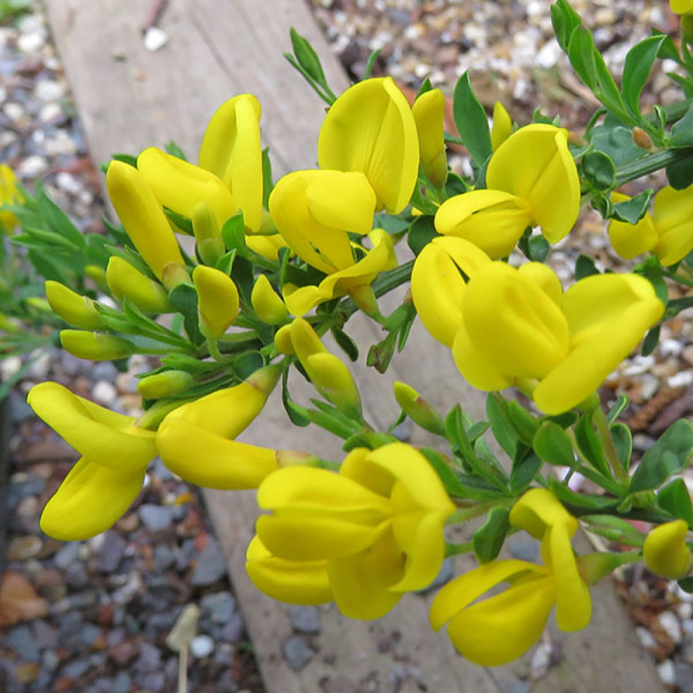 Cytisus x beanii (3lt)
