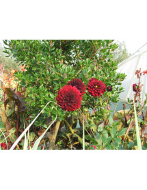 Dahlia Arabian Nights (3lt)