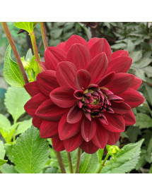 Dahlia Arabian Nights (3lt)
