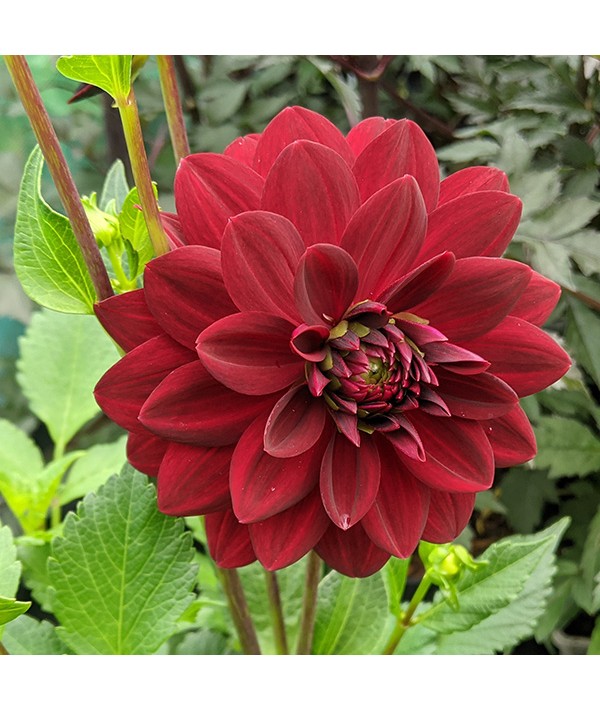 Dahlia Arabian Nights (3lt) Dahlia Arabian Nights (3lt)