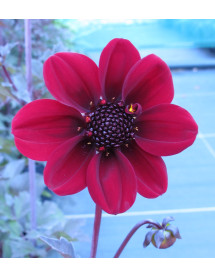 Dahlia Bishop of Auckland (1lt)