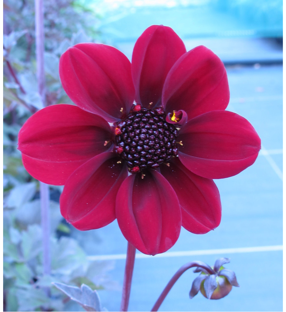 Dahlia Bishop of Auckland (1lt)