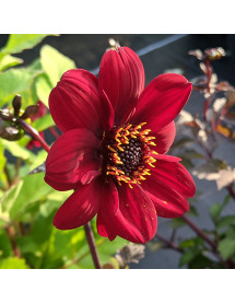 Dahlia Bishop of Auckland (1lt)