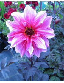 Dahlia Bishop of Canterbury (1lt)