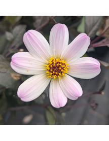 Dahlia Bishop of Dover (1.5lt)