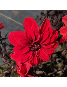 Dahlia Bishop of Llandaff (1.5lt)