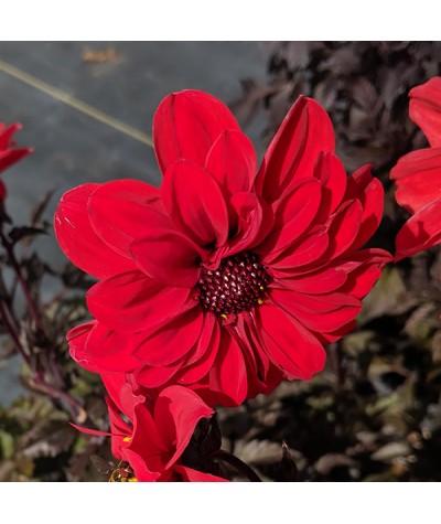 Dahlia Bishop of Llandaff (1lt)