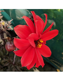 Dahlia Bishop of Llandaff (1.5lt)
