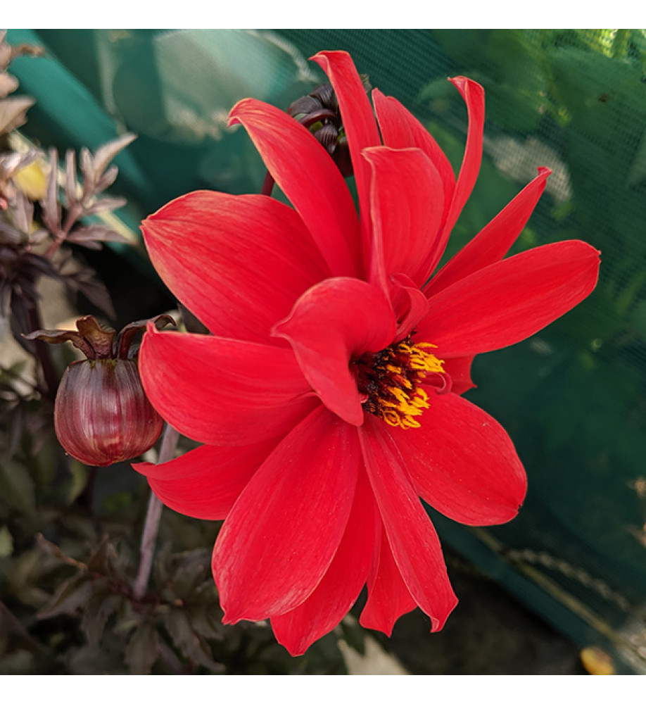 Dahlia Bishop of Llandaff (1.5lt)