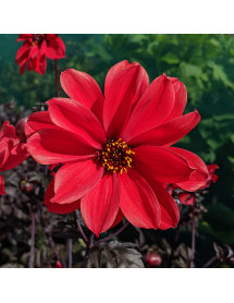 Dahlia Bishop of Llandaff (2lt)