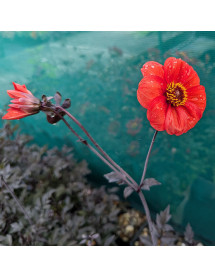 Dahlia Bishop of Oxford (2lt)