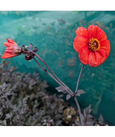 Dahlia Bishop of Oxford (1lt)