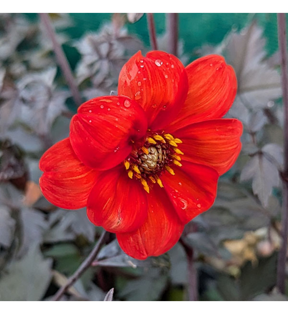 Dahlia Bishop of Oxford (2lt)
