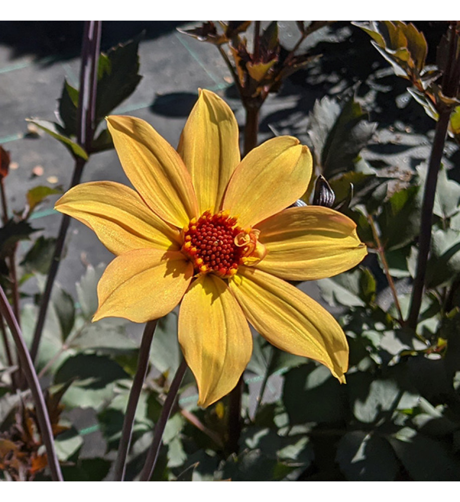 Dahlia Bishop of York (1lt)