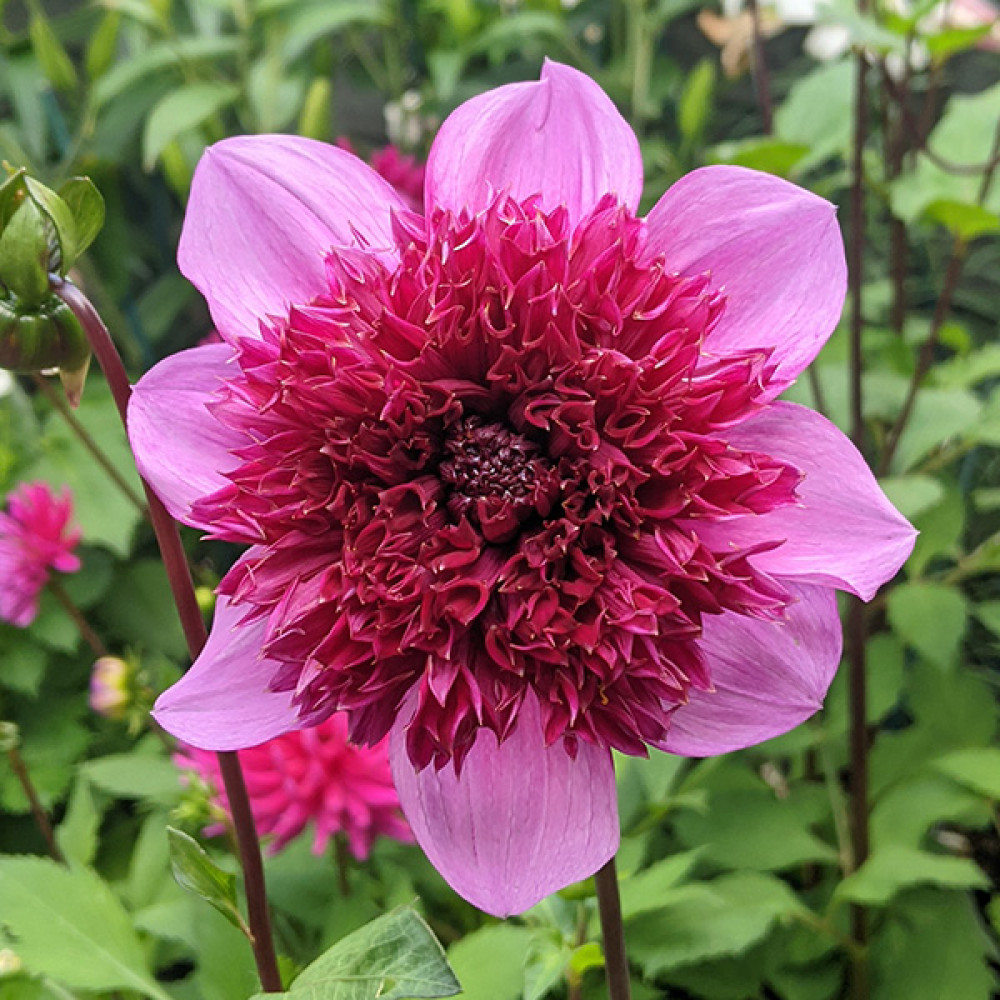 August 2026 - What to do in the garden now.