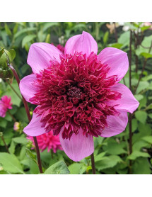 Dahlia Blue Bayou (3lt) Dahlia Blue Bayou (3lt)