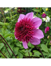 Dahlia Blue Bayou (3lt)