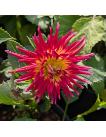 Dahlia Bora Bora (3lt)
