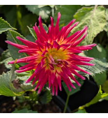 Dahlia Bora Bora (3lt)