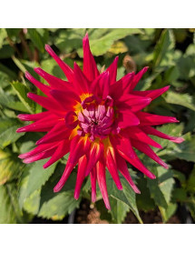 Dahlia Bora Bora (3lt) Dahlia Bora Bora (3lt)