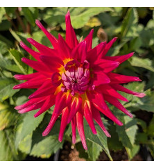 Dahlia Bora Bora (3lt) Dahlia Bora Bora (3lt)