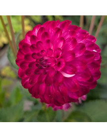 Dahlia Boy Scout (3lt)