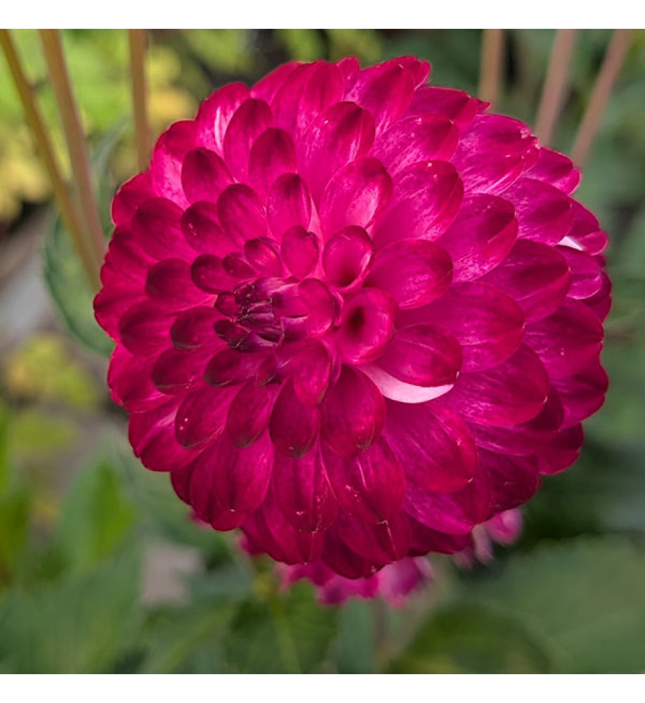 Dahlia Boy Scout (3lt)