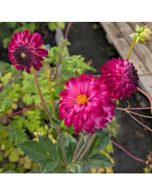 Dahlia Boy Scout (3lt)
