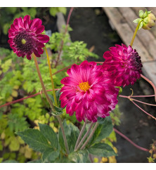 Dahlia Cryfield Harmony (3lt)