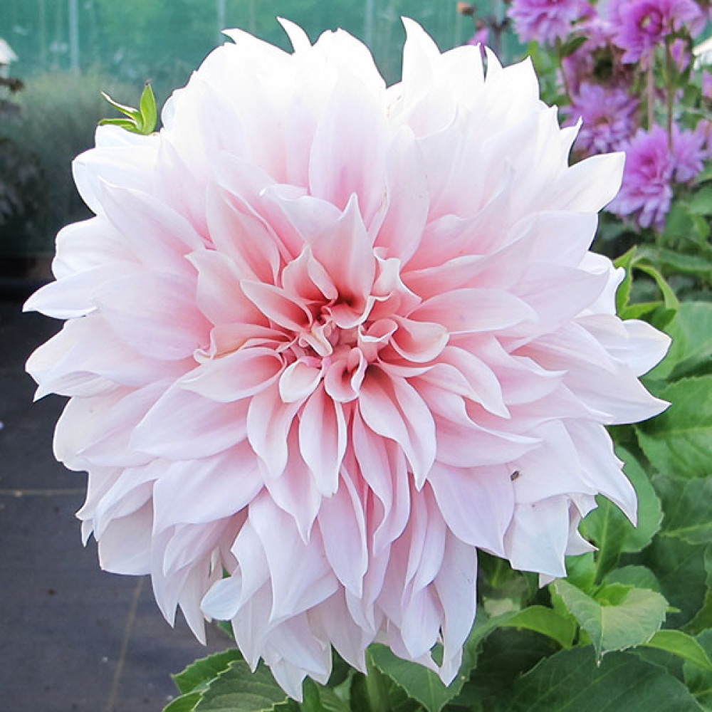 Dahlia Cafe au Lait (1 x Tuber)