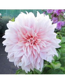 Dahlia Cafe au Lait (1 x Tuber) Dahlia Cafe au Lait (1 x Tuber)