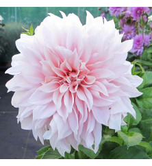 Dahlia Cafe au Lait (1 x Tuber) Dahlia Cafe au Lait (1 x Tuber)