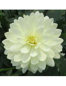 Dahlia Cameo (3lt)