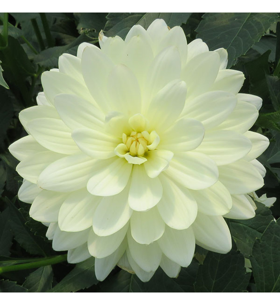 Dahlia Cameo (3lt)