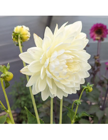 Dahlia Cameo (3lt)