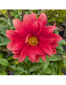 Dahlia Color Spectacle (3lt)