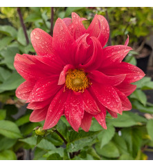 Dahlia Color Spectacle (1 x Tuber) Dahlia Color Spectacle (1 x Tuber)