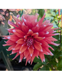 Dahlia Color Spectacle (3lt)
