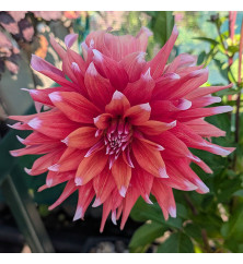 Dahlia Color Spectacle (1 x Tuber)