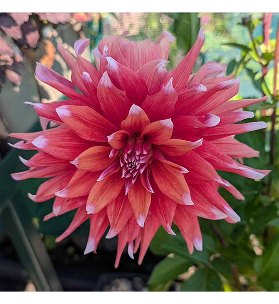 Dahlia Color Spectacle (3lt)